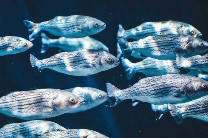 Why cheap fish oil can be bad for you.